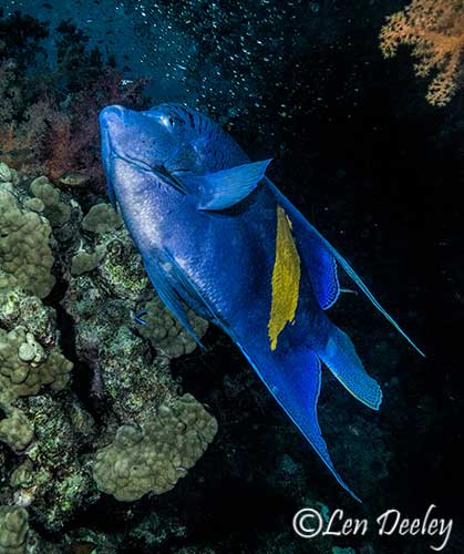 bluefin2009apr15